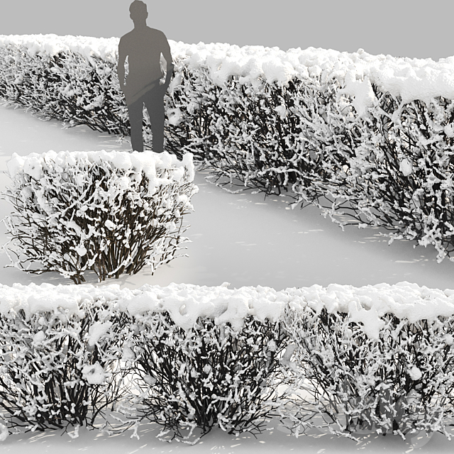 Cotoneaster lucidus. Winter hedge # 3 3dsMax Model - thumbnail 3