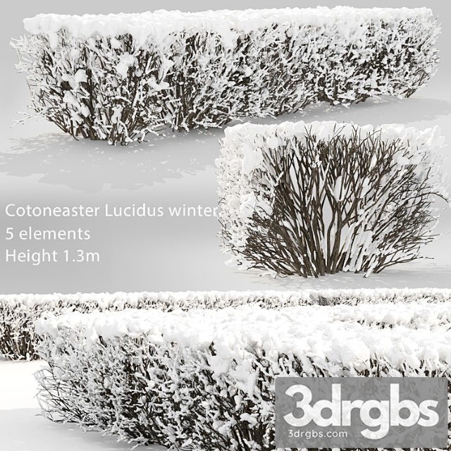 Cotoneaster lucidus. winter hedge - thumbnail 1