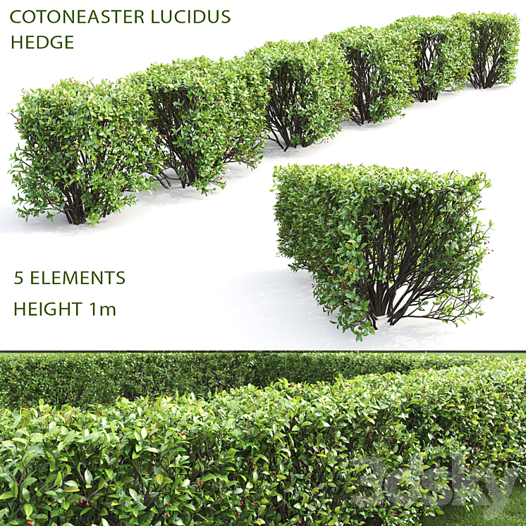 Cotoneaster shiny hedge # 4 3DS Max - thumbnail 1