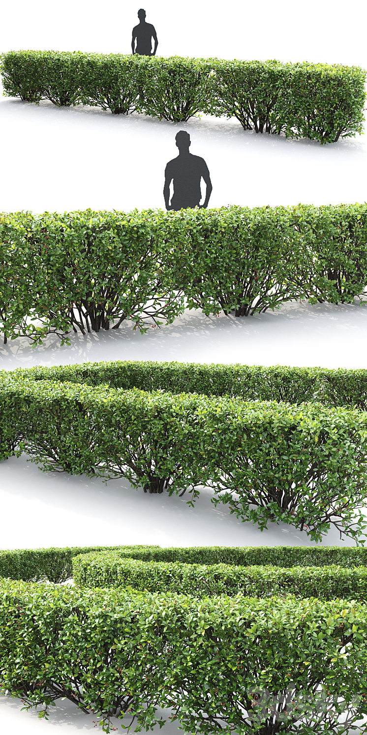 Cotoneaster shiny hedge # 4 3DS Max - thumbnail 2