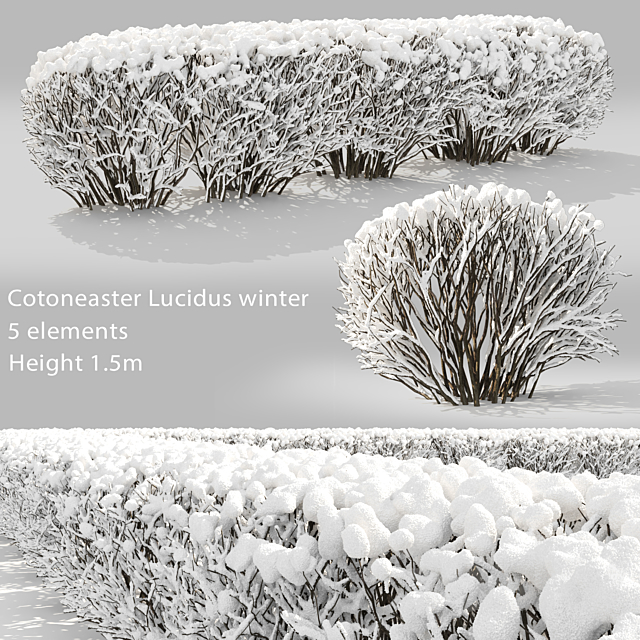 Cotoneaster winter 3ds Max - thumbnail 1