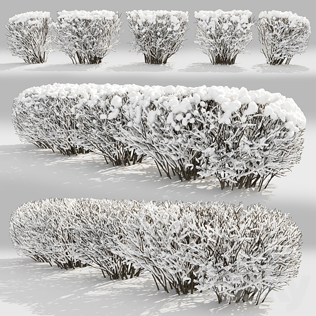 Cotoneaster winter 3ds Max - thumbnail 2