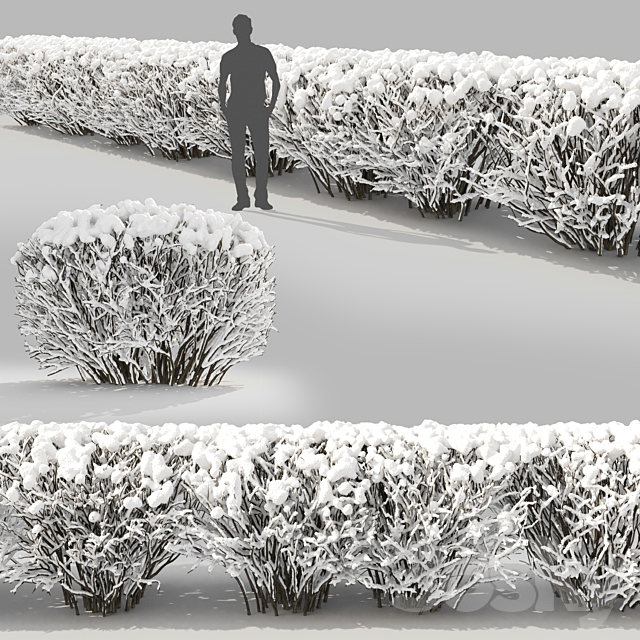 Cotoneaster winter 3ds Max - thumbnail 3