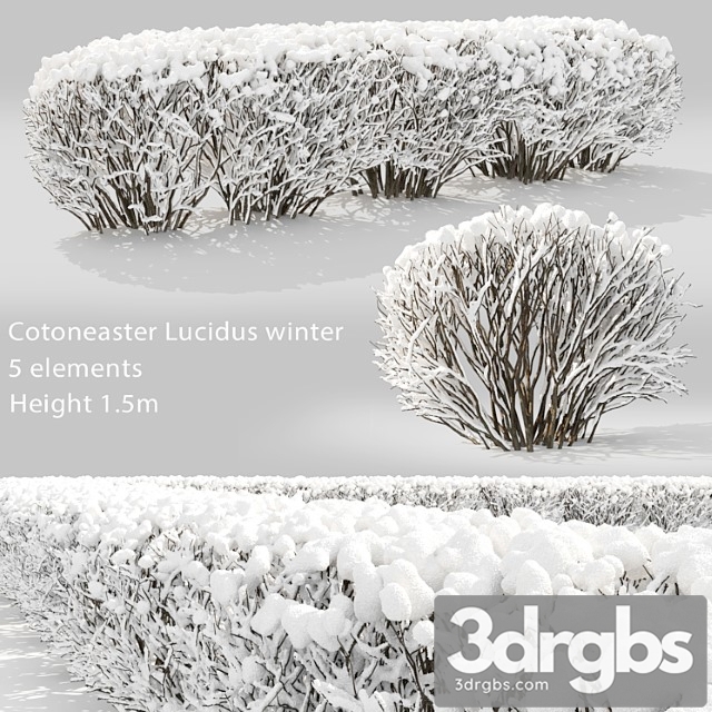 Cotoneaster winter - thumbnail 1