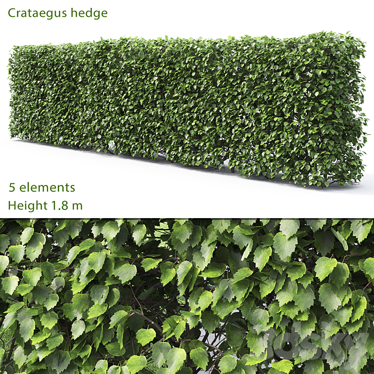 Crataegus hedge # 2 (1.8m) 3DS Max - thumbnail 1