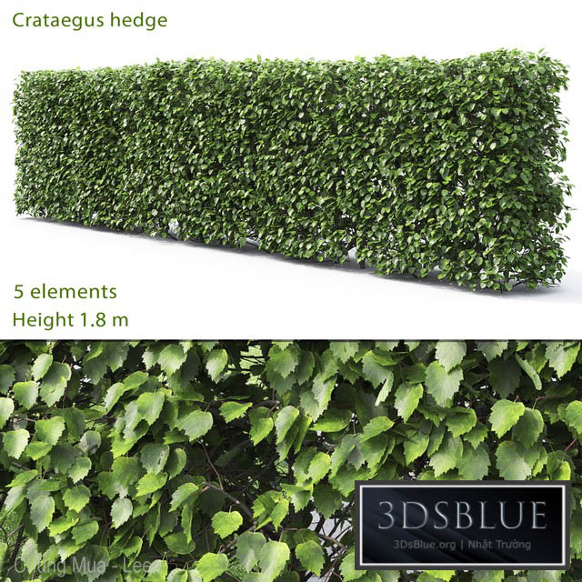 Crataegus hedge # 2 (1.8m) 3DS Max - thumbnail 3