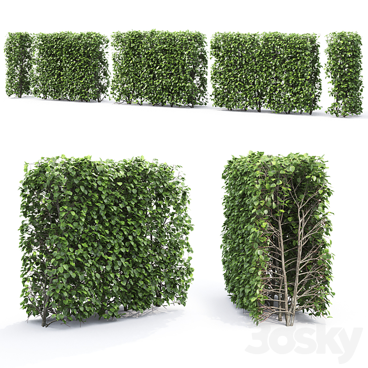 Crataegus hedge # 2 (1.8m) 3DS Max - thumbnail 2