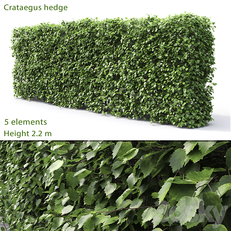 Crataegus hedge (2.2m) 3DS Max - thumbnail 1