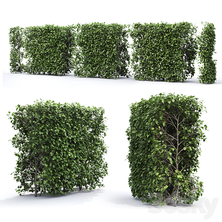 Crataegus hedge (2.2m) 3DS Max - thumbnail 2