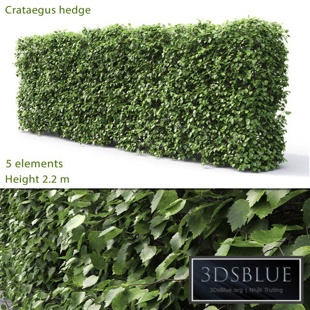 Crataegus hedge (2.2m) 3DS Max - thumbnail 3