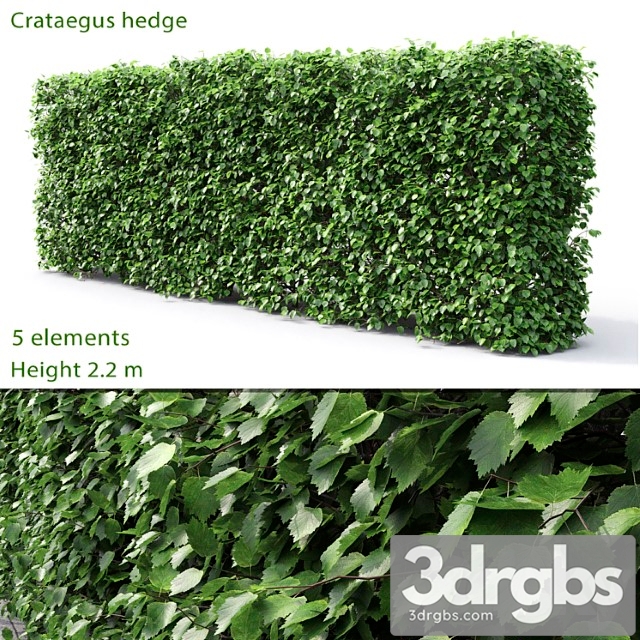 Crataegus Hedge 2.2m 3dsmax Download - thumbnail 1