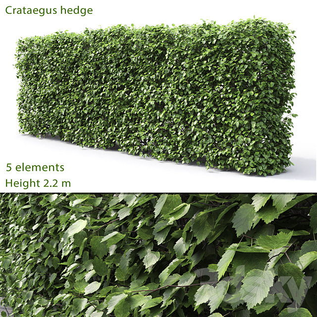 Crataegus hedge (2.2m) 3DSMax File - thumbnail 1