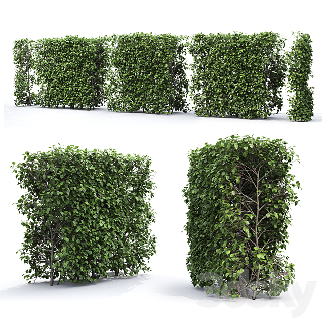 Crataegus hedge (2.2m) 3DSMax File - thumbnail 2