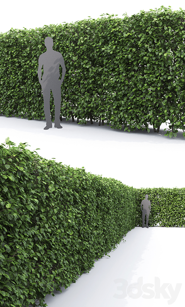 Crataegus hedge (2.2m) 3DSMax File - thumbnail 3