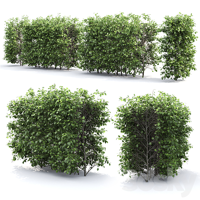 Crataegus hedge # 3 (2.1m) 3DSMax File - thumbnail 2