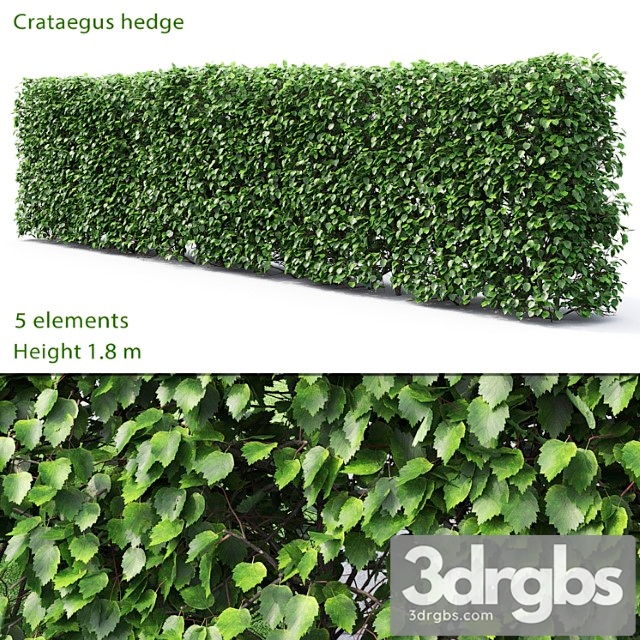 Crataegus hedge - thumbnail 1