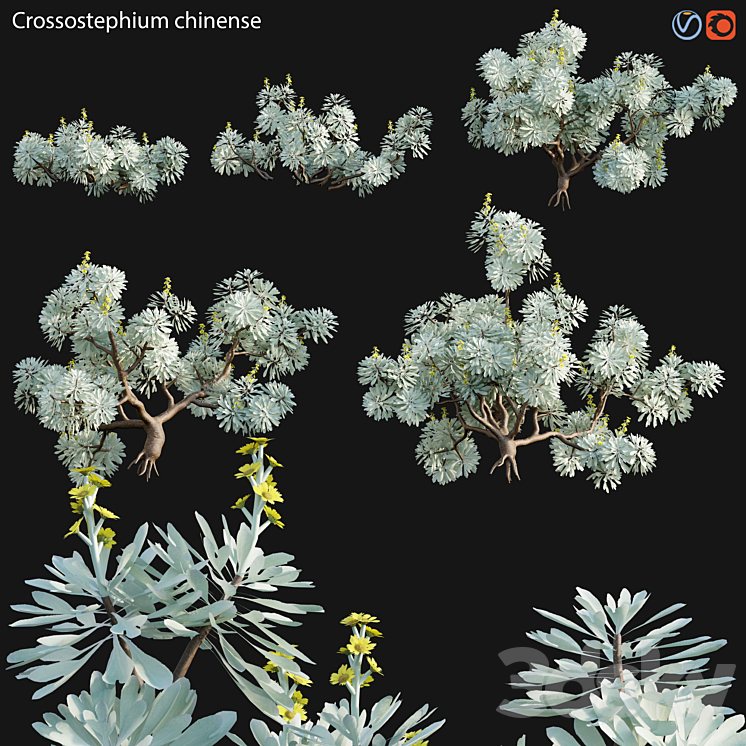 Crossostephium chinense – graphalium spp 3DS Max Model - thumbnail 1