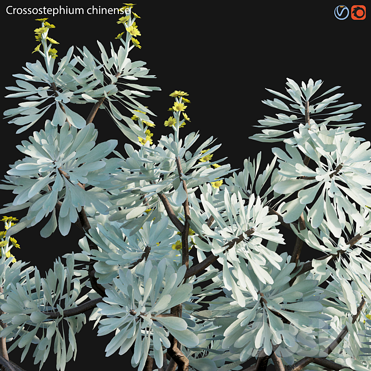 Crossostephium chinense – graphalium spp 3DS Max - thumbnail 2