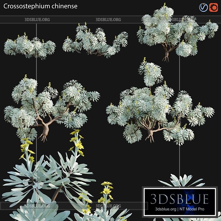 Crossostephium chinense – graphalium spp 3DS Max - thumbnail 3