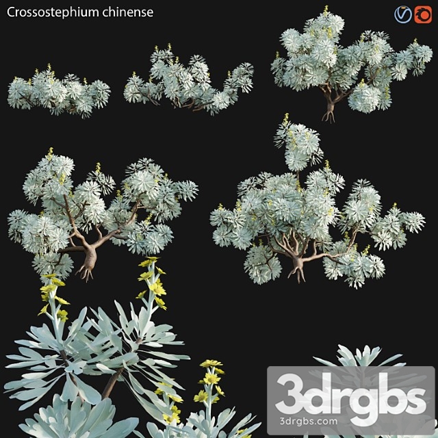 Crossostephium chinense – graphalium spp - thumbnail 1