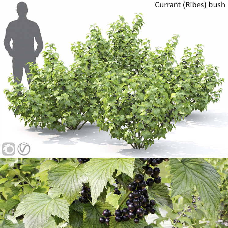 Currant bush 3DS Max - thumbnail 1