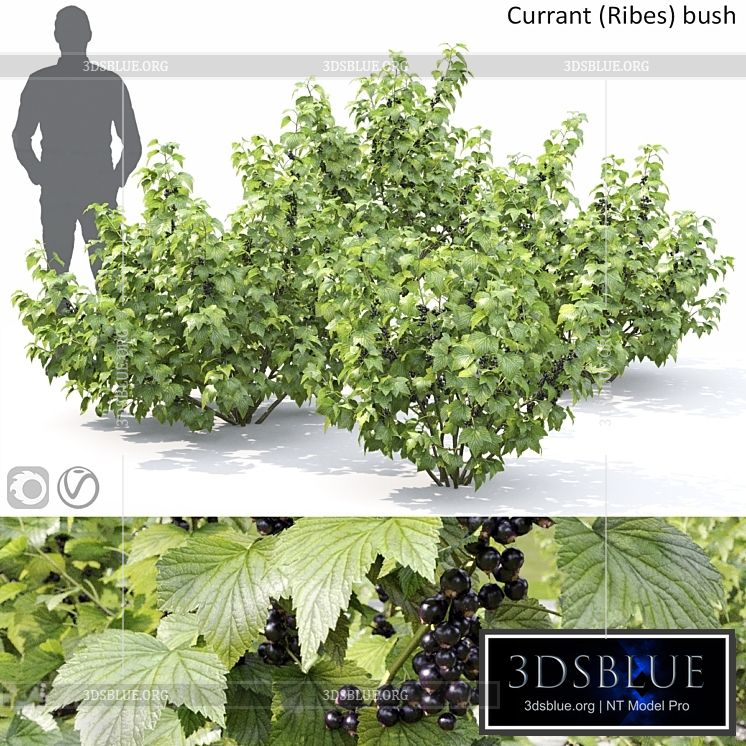 Currant bush 3DS Max - thumbnail 3