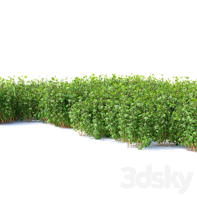 Currant bushes | Currant 3DS Max Model - thumbnail 3