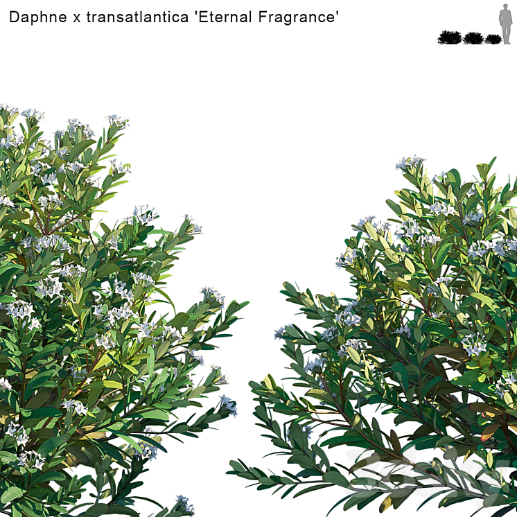 Daphne x transatlantica | Eternal Fragrance 3DS Max - thumbnail 2