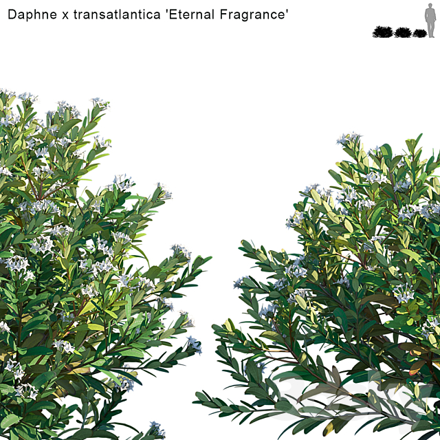 Daphne x transatlantica | Eternal Fragrance 3DSMax File - thumbnail 2