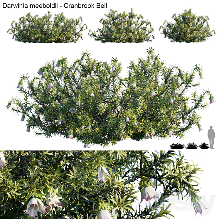 Darwinia Meeboldii | Cranbrook bell 3DS Max - thumbnail 1