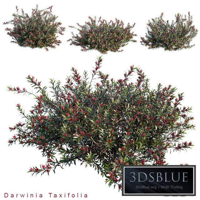 Darwinia Taxifolia 3DS Max - thumbnail 3