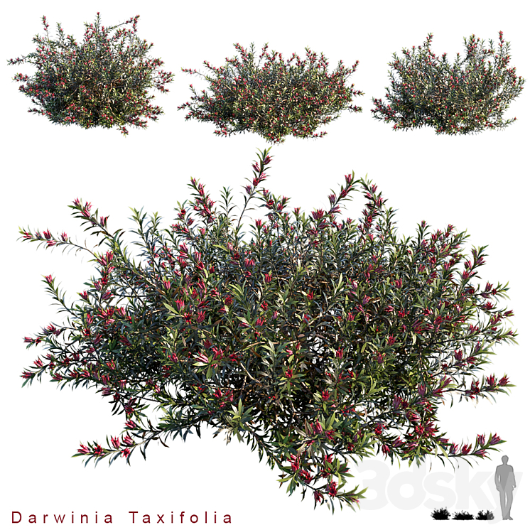 Darwinia Taxifolia 3DS Max - thumbnail 1