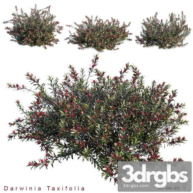 Darwinia taxifolia - thumbnail 1