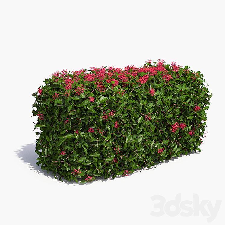 Delightful hedges 3DS Max - thumbnail 1