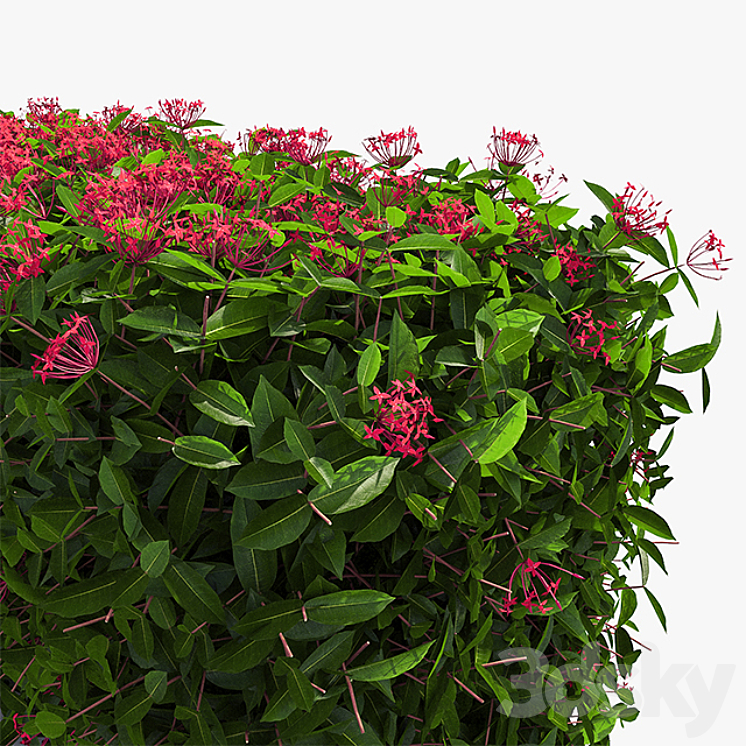 Delightful hedges 3DS Max - thumbnail 2