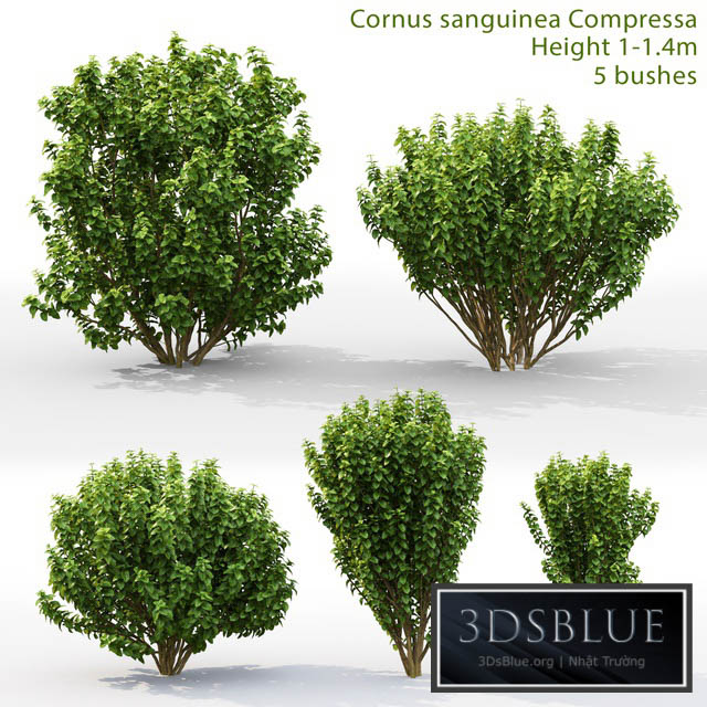 Derain Compress | Cornus sanguinea Compressa # 1 3DS Max - thumbnail 3