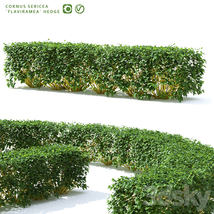 Derain hedge | Cornus sericea `Flaviramea` 3DS Max - thumbnail 1