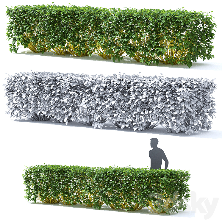 Derain hedge | Cornus sericea `Flaviramea` 3DS Max - thumbnail 2