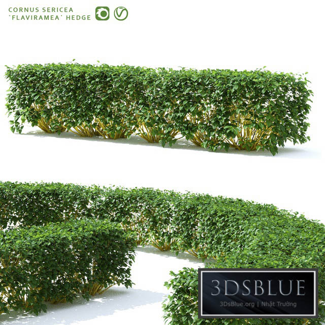 Derain hedge | Cornus sericea `Flaviramea` 3DS Max - thumbnail 3