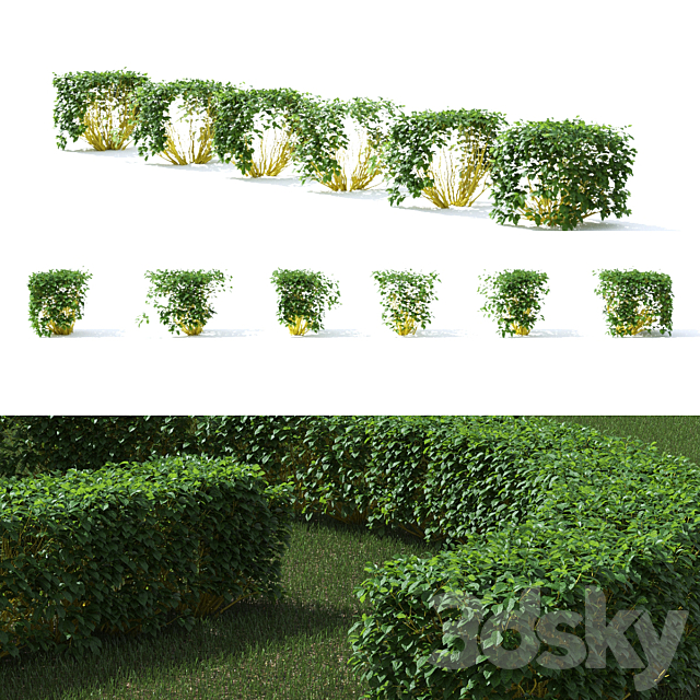 Derain hedge | Cornus sericea `Flaviramea` 3dsMax Model - thumbnail 3