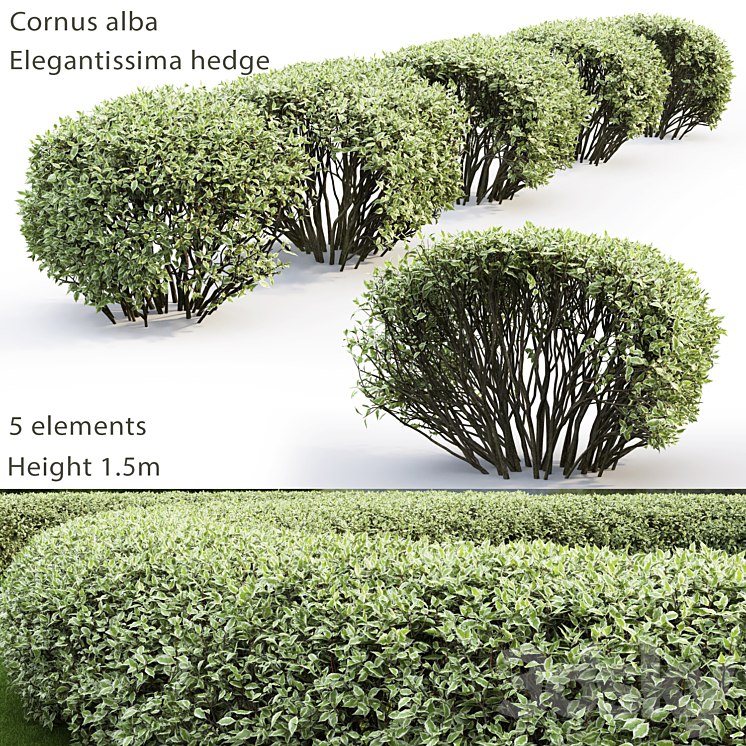 Derain white Elegantissima | Cornus Alba Elegantissima hedge # 2 3DS Max - thumbnail 1