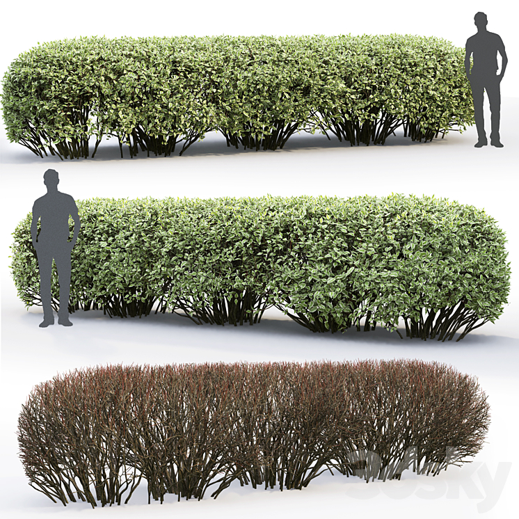 Derain white Elegantissima | Cornus Alba Elegantissima hedge # 2 3DS Max - thumbnail 2