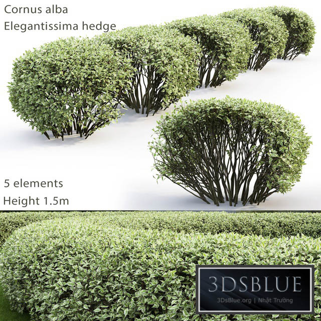 Derain white Elegantissima | Cornus Alba Elegantissima hedge # 2 3DS Max - thumbnail 3