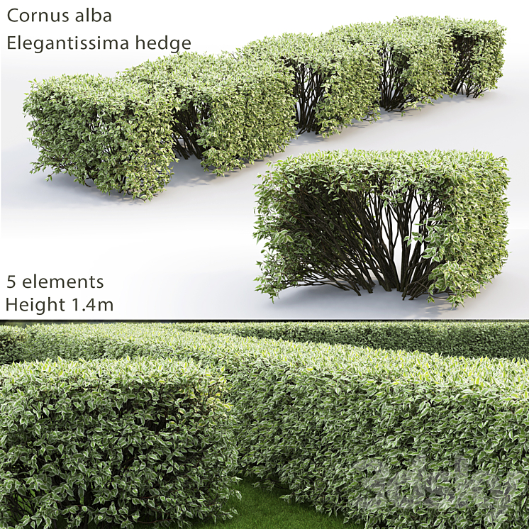 Derain white Elegantissima | Cornus Alba Elegantissima hedge # 3 3DS Max - thumbnail 1