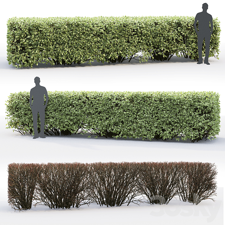 Derain white Elegantissima | Cornus Alba Elegantissima hedge # 3 3DS Max - thumbnail 2