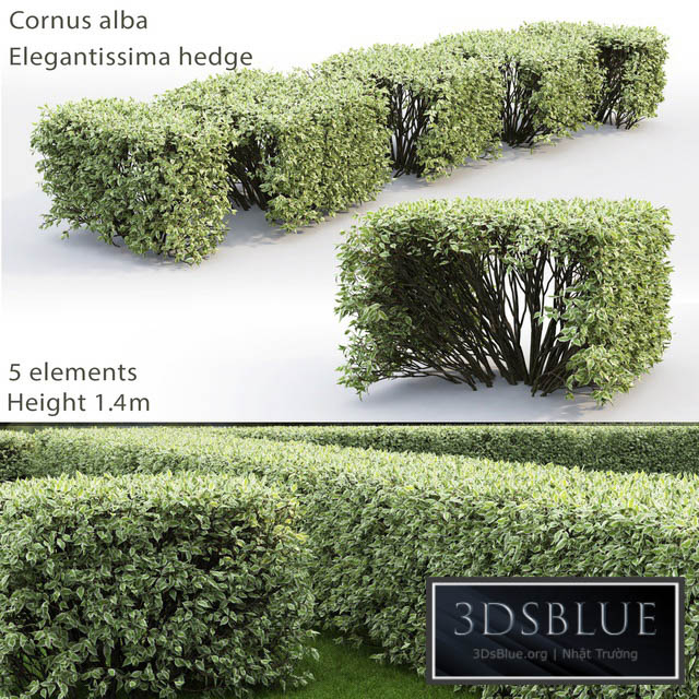 Derain white Elegantissima | Cornus Alba Elegantissima hedge # 3 3DS Max - thumbnail 3