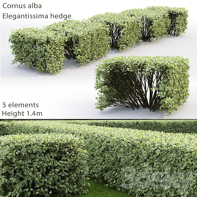 Derain white Elegantissima | Cornus Alba Elegantissima hedge # 3 3DSMax File - thumbnail 1