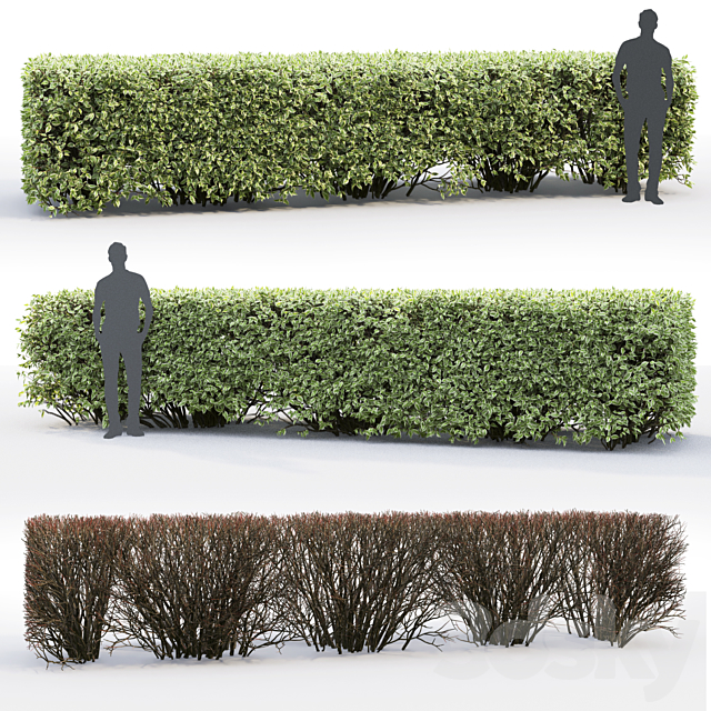 Derain white Elegantissima | Cornus Alba Elegantissima hedge # 3 3DSMax File - thumbnail 2