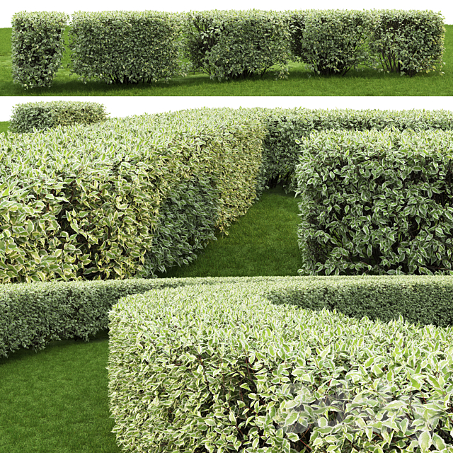 Derain white Elegantissima | Cornus Alba Elegantissima hedge # 3 3DSMax File - thumbnail 3