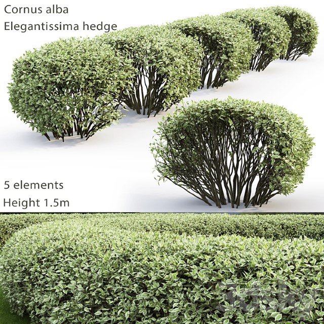 Deren Belyi Elegantissima Cornus Alba Elegantissima Hedge 2 3dsmax Download - thumbnail 1